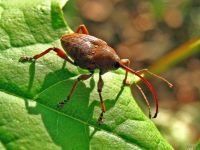 Curculio (Curculio) glandium