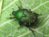Protaetia ungarica