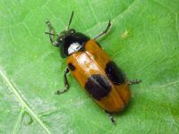 Clytra laeviuscula