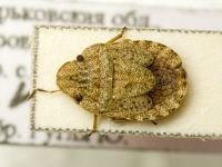 Sciocoris umbrinus