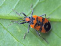 Lygaeus simulans