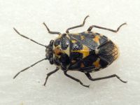 Stenozygum coloratum