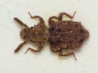 Nosodomodes diabolicus