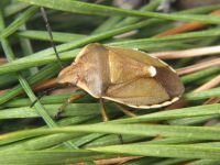 Chlorochroa pinicola