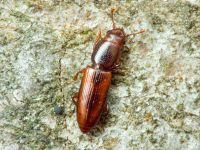 Rhizophagus brancsiki