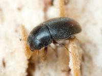 Scymniscus biflammulatus