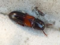 Corticeus fasciatus