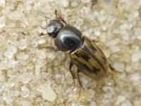 Aphodius