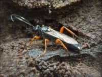 Ichneumonidae