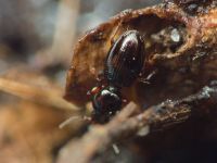 Dyschirius aenea