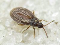 Campylosteira verna