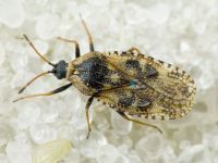Dictyla echii