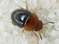 Agathidium nigripenne