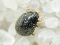 Stethorus punctillum