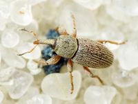 Tychius