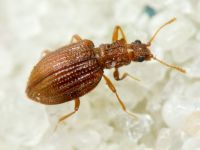 Stephostethus angusticollis