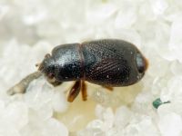 Plinthisus pusillus