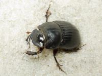 Copris lunaris