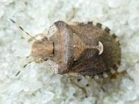 Dyroderes umbraculatus