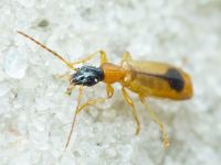 Lebiinae