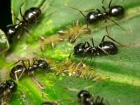 Lasius fuliginosus