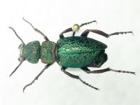 Meloe cavensis
