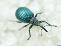 Holotrichapion (Apiops) pullum