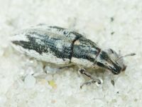 Bothynoderes declivis