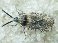 Dictyonota strichnocera