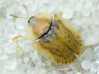 Hypocassida cornea