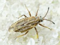 Tingis (Tropidocheila) maculata