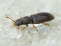 Monotoma brevicollis