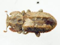 Endophloeus exculptus