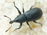 Magdalis (Odontomagdalis) armigera
