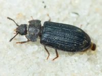 Grynocharis oblonga