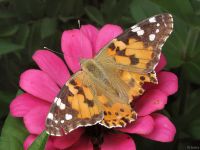Vanessa cardui