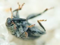 Pseudorchestes