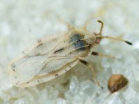 Tingis (Tingis) cardui