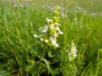 Stachys recta