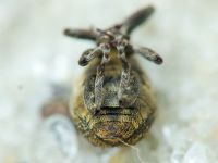 Glocianus distinctus