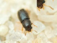 Ciidae