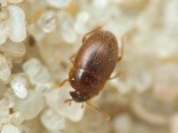 Leiodidae