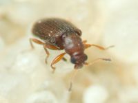 Cortinicara gibbosa