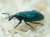 Aulacobaris lepidii