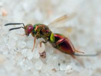 Torymus cupreus
