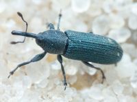 Mecinus janthinus