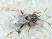 Nysius