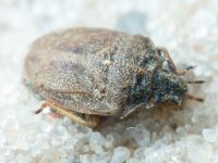 Podops (Podops) inunctus
