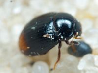Cercyon ustulatus