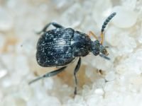 Bruchinae